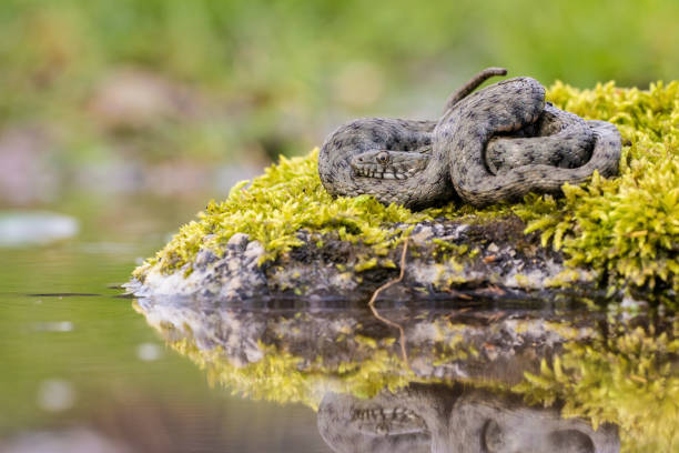 Calm dice snake resting on mossed stone next to the water.