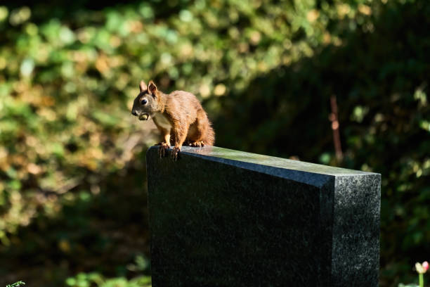 Sciurus vulgaris, red eurasian squirrel