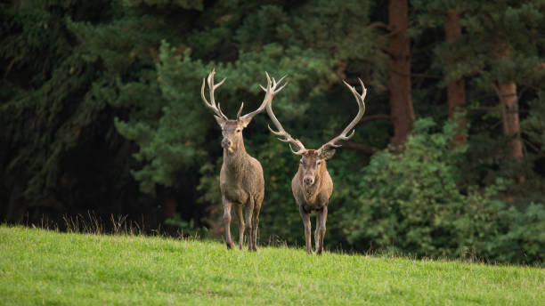 istock Two red deer stags approaching on a green meadow in autumn from front view 1345997412