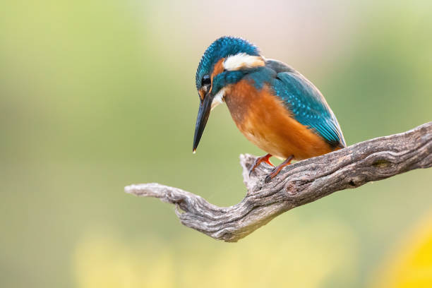 istock common kingfisher sitting on wood in sunlight with copy space 1345997447