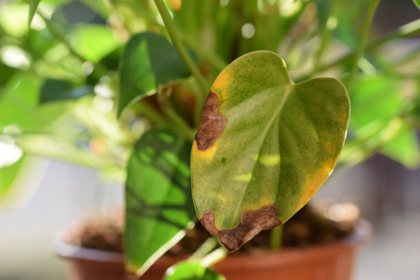 manchas ou folhas de anthurium murmúrio - vaso de planta murcha - fotografias e filmes do acervo