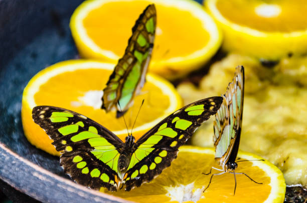 マラカイトバタフライまたはシプロエタ・ステレンス・グリーンカモフラージュ - malachite butterfly ストックフォトと画像