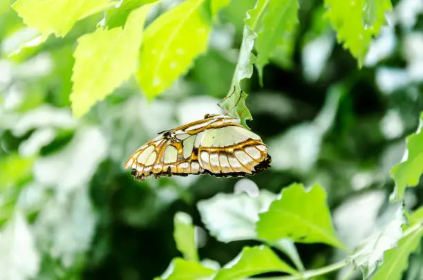 Siproeta Stelenes Butterfly Malachite Butterfly, lepidopteron. Camouflaged, in a butterfly farm