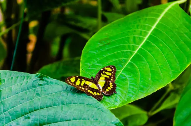 Siproeta Stelenes Butterfly Malachite Butterfly, lepidopteron. Camouflaged, in a butterfly farm
