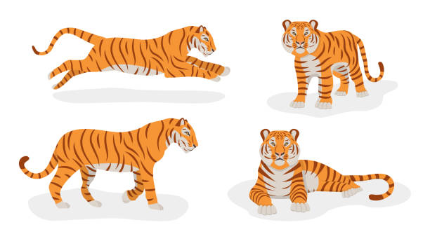 Set of tigers isolated on a white background. Front and side views. Symbol of 2022. Chinese New Year. Vector. Cartoon style Set of tigers isolated on a white background. Front and side views. Symbol of 2022. Chinese New Year. Zodiac sign. Vector. Cartoon style safari animals cartoon stock illustrations