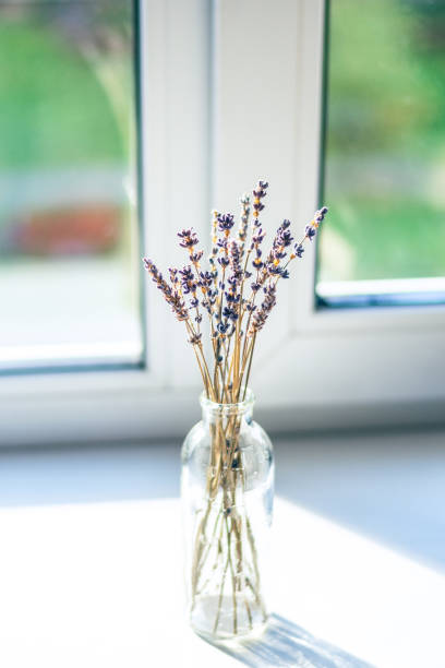 istock Bunch of lavender in the bottle 1345999059