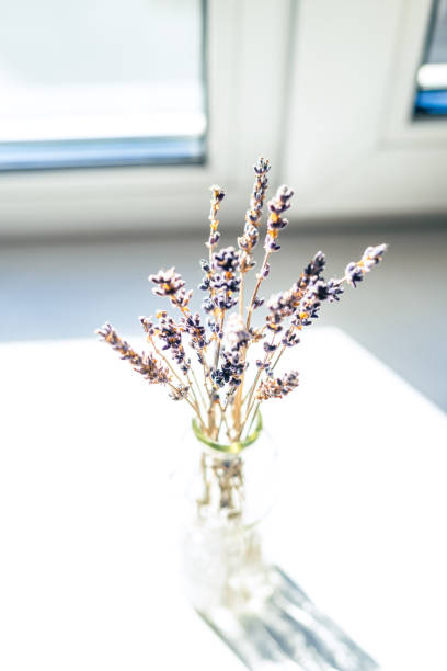 istock Bunch of lavender in the bottle 1345999063