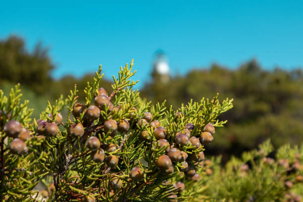 Greek green juniper with berries vibrant close-up Green Juniperus excelsa berries, the Greek juniper evergreen tree branch fur vibrant close-up with blurred blue sky background, Mediterranean sea, Greece juniperus excelsa stock pictures, royalty-free photos & images