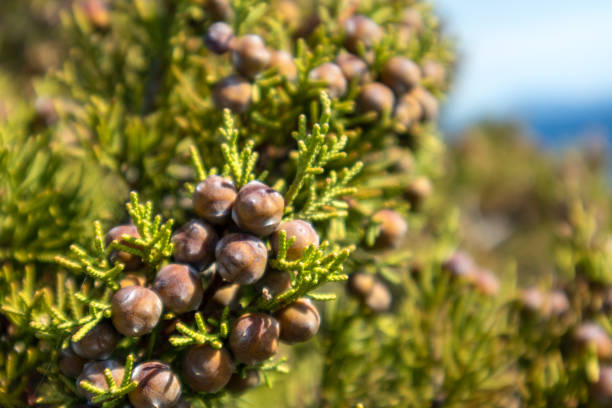 Greek green Juniperus excelsa berries close-up Green Juniperus excelsa with berries, the Greek juniper evergreen tree vibrant close-up with blurred seascape background. Mediterranean sea, Greece juniperus excelsa stock pictures, royalty-free photos & images