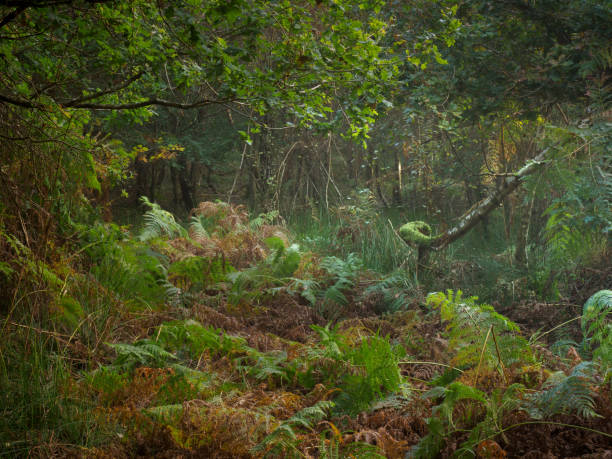 istock Twisted autumnal woodland tree 1346002042