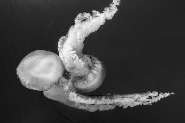 istock Jellyfish (Chrysaora fuscescens or Pacific sea nettle) in ocean water in black and white 1346002092