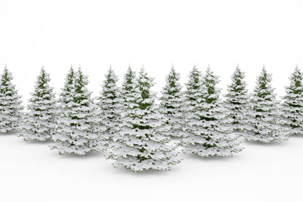 новогодние елки со снегом, изолированные на белом - white denmark nordic countries winter стоковые фото и изображения