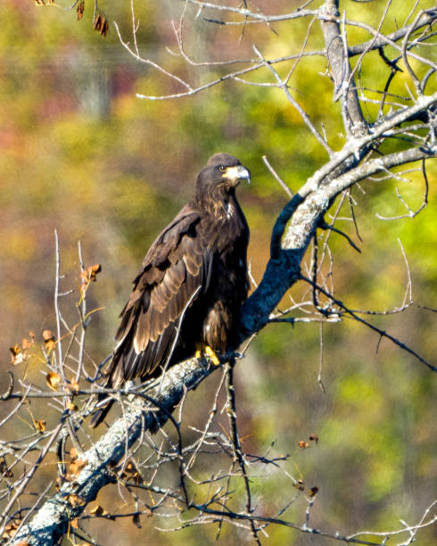 águia careca juvenil empoleirada com um fundo de outono em seu ambiente e habitat ao redor e exibindo sua plumagem marrom escura, garras amarelas. foto e imagem de águia careca. - north america bald eagle portrait vertical - fotografias e filmes do acervo