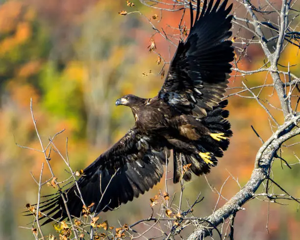 Photo of Juvenile Bald Eagle flying away with spread wings with a autumn blur background in its environment and habitat surrounding and displaying its dark brown plumage, yellow talons. Bald Eagle Stock Photo and Image.