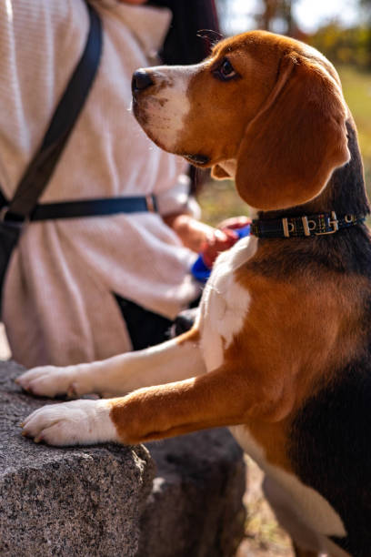 istock Walk through the autumn forest with bright, colorful foliage. Young active beagle puppy resting in nature. Dog training 1346005311