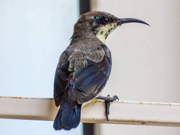 istock THE LOTEN'S SUNBIRD 1346006553
