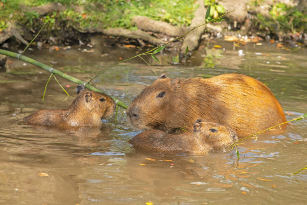 istock Mother Capybara and Pups 1346007646