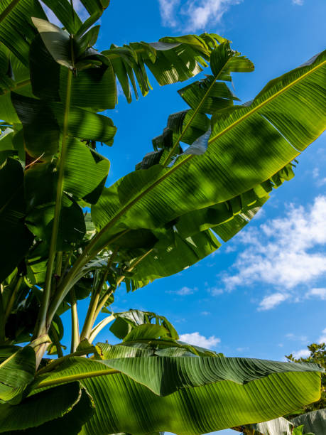 istock Banana tree against a blue sky 1346008311