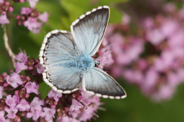 istock Chalkhill blue Butterfly (Polyommatus coridon) Male 1346009202
