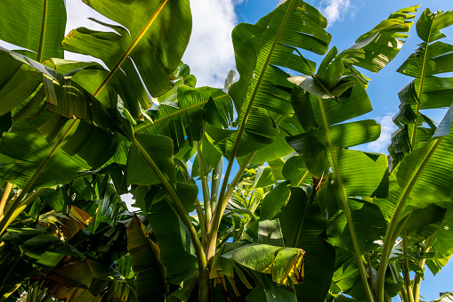 Banana tree against a blue sky