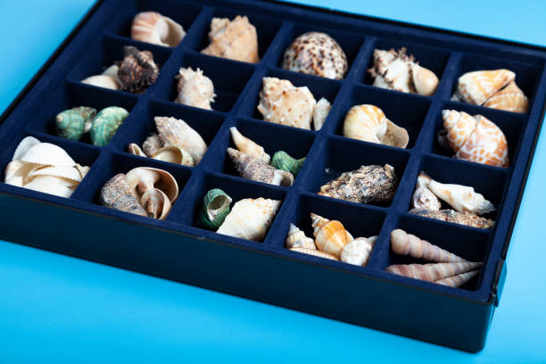 istock Collection of seashells in a box 1346009825