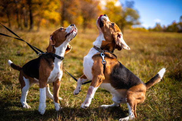 Two young, active dogs of the beagle breed in the autumn forest Walk through the autumn forest with bright, colorful foliage. Young active beagle puppies are resting in nature. Dog training. hound stock pictures, royalty-free photos & images