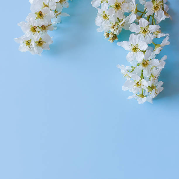 istock Floral pattern / frame of white flowers. Blooming bird cherry on a blue background. View from above, flat lay style, copy space for text and products. 1346010145