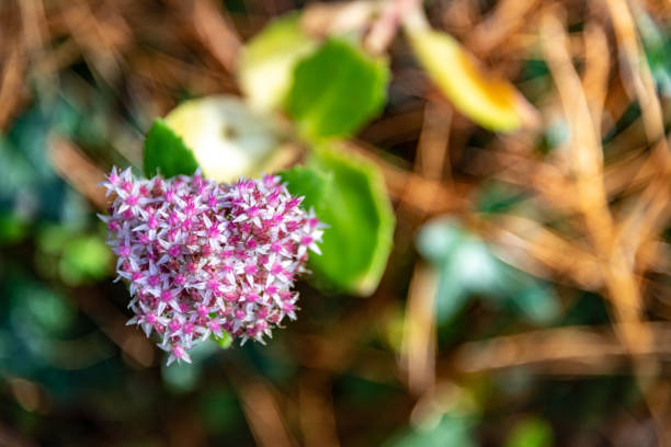 Pentas Lanceolata, Egyptian Starcluster flower