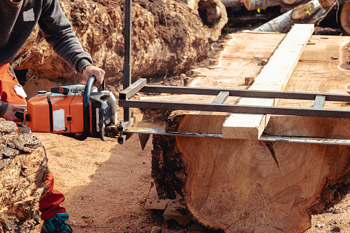 Closeup of lumberjack cutting tree trunk with giant chainsaw to make wooden planks
