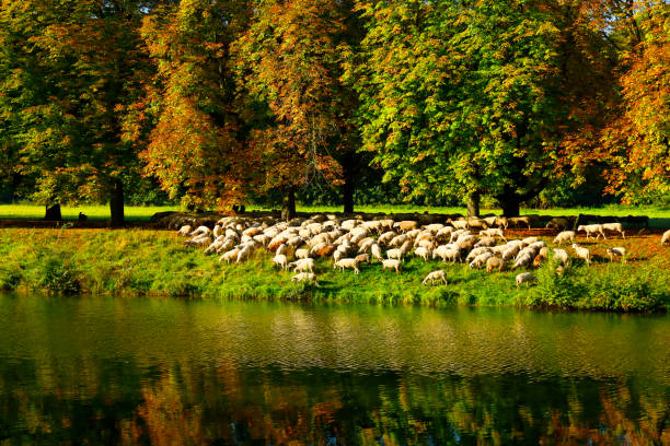 Chestnut trees in autumnal colors along Decksteiner pond