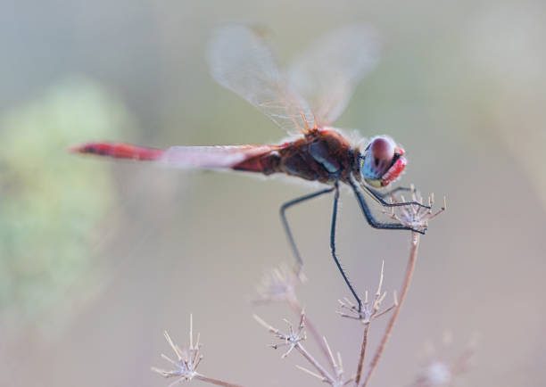 red veined darter on a twig with soft background. red dragonfly close up