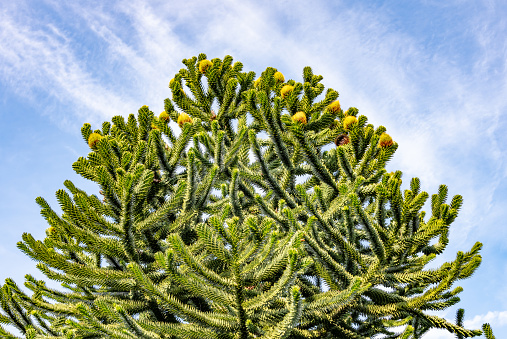Araucaria Araucana (Monkey Puzzle Tree) with sharp pointed leaves