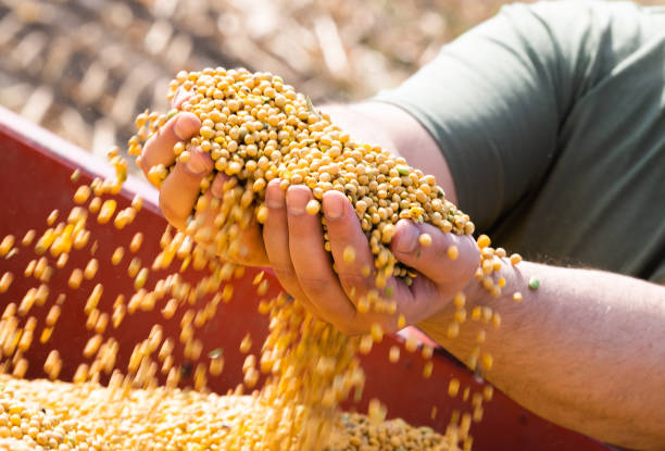istock Farmer holding soy grains in his hands in 1346013183