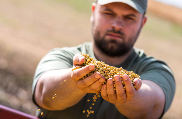 istock Farmer holding soy grains in his hands in 1346013186