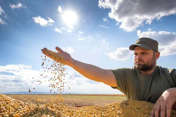 istock Farmer holding soy grains in his hands in 1346013218