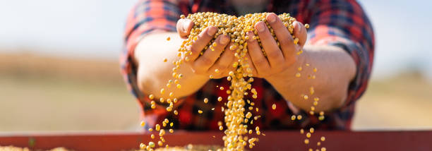 agriculteur tenant des grains de soja dans ses mains - graine de soja photos et images de collection