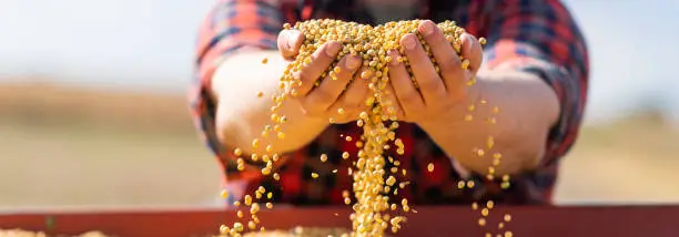 Farmer holding soy grains in his hands in