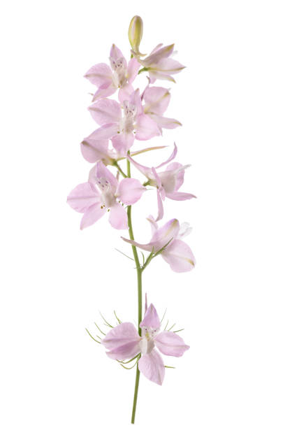 istock Larkspur flowers 1346013296