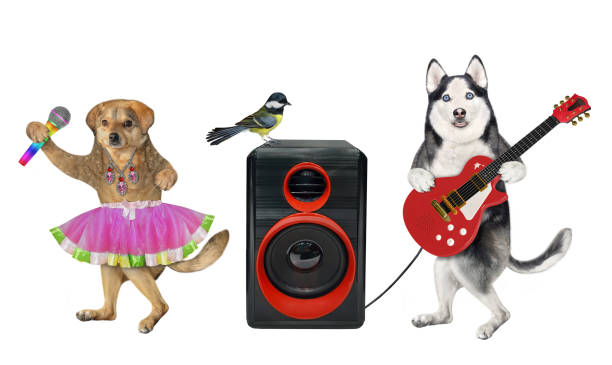 istock Dog husky plays guitar near loudspeaker 4 1346013312