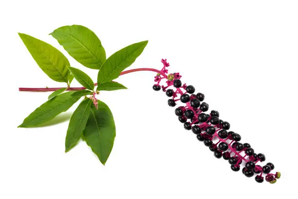 Pokeweed (phytolacca americana) isolated on white background