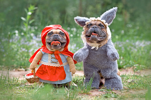 Perros Bulldog Francés disfrazados de personajes de cuento de hadas Caperucita Roja y Lobo Malo Grande photo