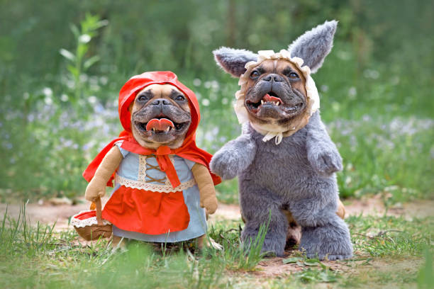 French Bulldog dogs dressed up as fairytale characters Little Red Riding Hood and Big Bad Wolf Happy French Bulldog dogs dressed up as fairytale characters Little Red Riding Hood and Big Bad Wolf with full body costumes with fake arms in forest carnival costume stock pictures, royalty-free photos & images