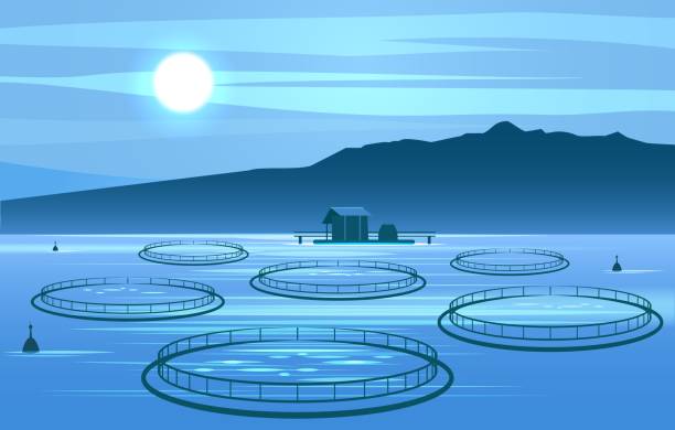 Openwater fish growing Openwater fish growing. Salmon farming constructions landscape, offshore aquaculture tuna farm, norway sea floating cages night panorama vector illustration fish farm stock illustrations