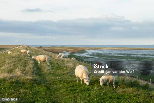 Sheep Graze On The Dike Stockfoto en meer beelden van Schaap - Schaap, Texel, Dijk - Gefabriceerd object