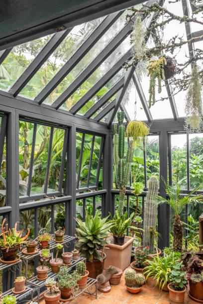 istock Various succulent and cactus in a greenhouse 1346013901
