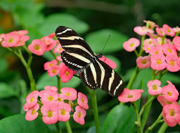 istock Tiger striped butterfly resting on pink flowers 1346014676