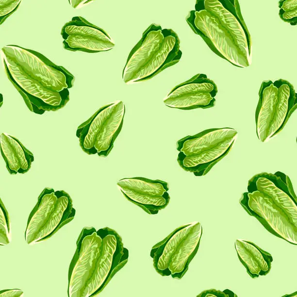 Vector illustration of Seamless pattern lettuce Romano on pastel green background. Minimalism texture with salad.