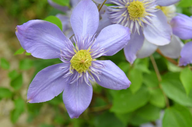 istock Purple Clematis Flowers 1346014999