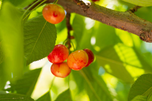 istock Unripe cherries on the Spring Branch 1346015485
