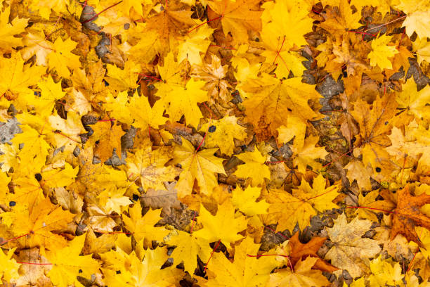 istock Orange background of autumn maple leaves 1346016245